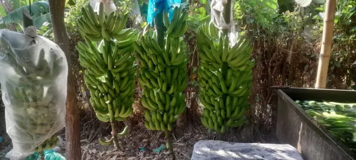 frutas miskilavid